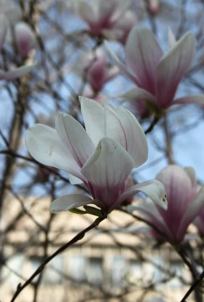 Primer Plano Magnolia Flores Que Florecen Árbol Temporada Primavera —  Fotos de Stock