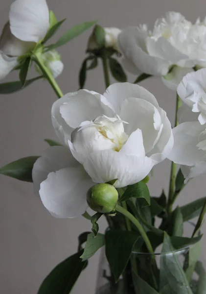 Anbud Färsk Pion Blomma Fin Konst Foto Neutral Bakgrund — Stockfoto