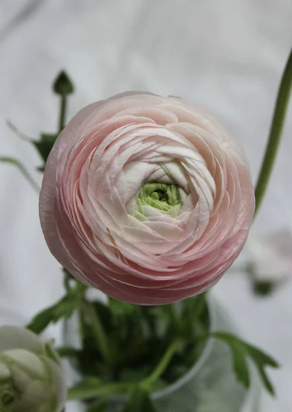 Färsk Stor Rosa Ranunkel Knopp Blomma Hemma Inredning — Stockfoto