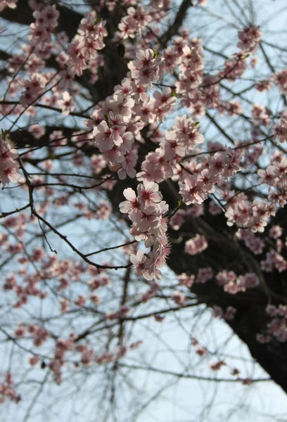 Close Van Magnolia Bloemen Bloeien Bij Boom Het Voorjaar — Stockfoto