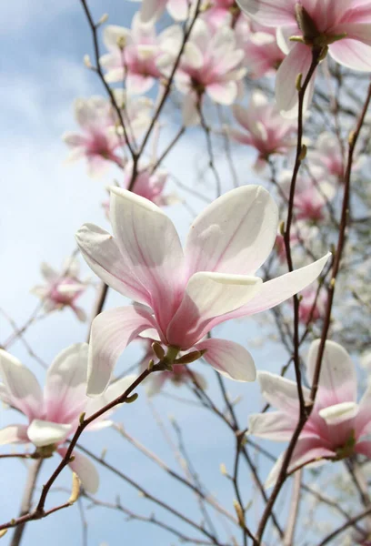 Gros Plan Fleurs Magnolia Fleurissant Arbre Printemps — Photo