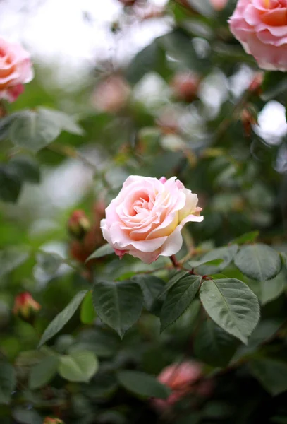 Szoros Szépség Virágzó Rózsák Természet Háttere Üdvözlő Kártya — Stock Fotó