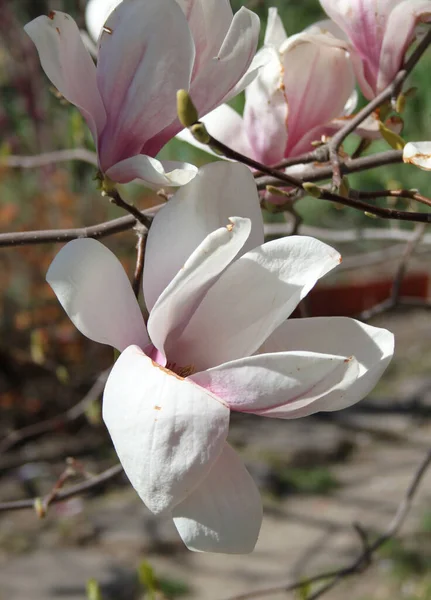 Großaufnahme Von Magnolienblüten Die Zur Frühlingszeit Baum Blühen — Stockfoto