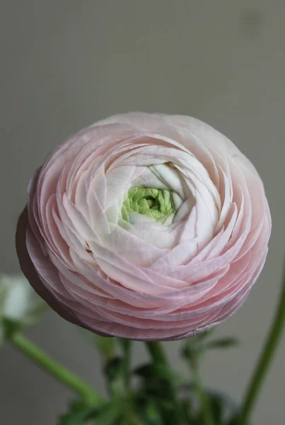 Färsk Stor Rosa Ranunkel Knopp Blomma Hemma Inredning — Stockfoto