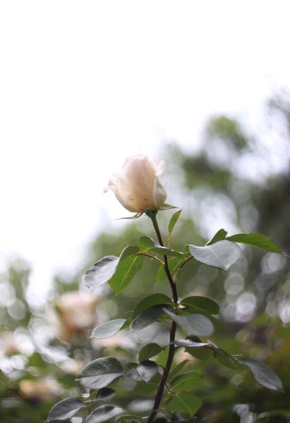 Closeup Beauty Blossoming Roses Nature Background Greeting Card — Stock Photo, Image