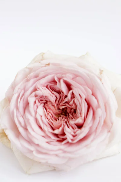 Closeup of beauty blossoming roses, nature background for greeting card