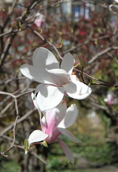 Zbliżenie Magnolii Kwiaty Kwitnące Drzewie Sezonie Wiosennym — Zdjęcie stockowe