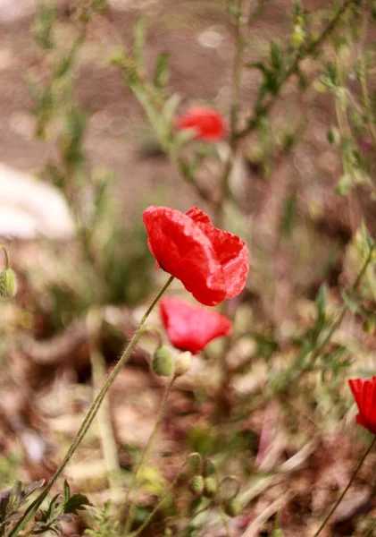 Closeup Blossoming Poppy Flowers Outdoor Daytime — Stock Photo, Image