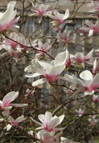 Zbliżenie Magnolii Kwiaty Kwitnące Drzewie Sezonie Wiosennym — Zdjęcie stockowe