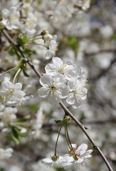 Blooming Cherry Tree Blossom Detailní Záběr — Stock fotografie