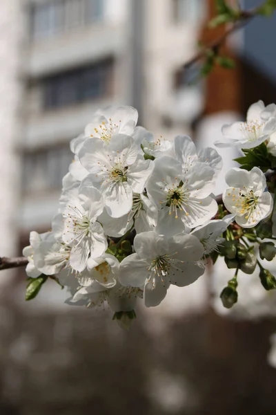 Blooming Cherry Tree Blossom Closeup Shot — Stock Photo, Image