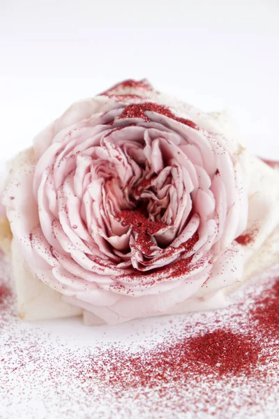 Närbild Skönhet Blommande Rosor Natur Bakgrund För Gratulationskort — Stockfoto