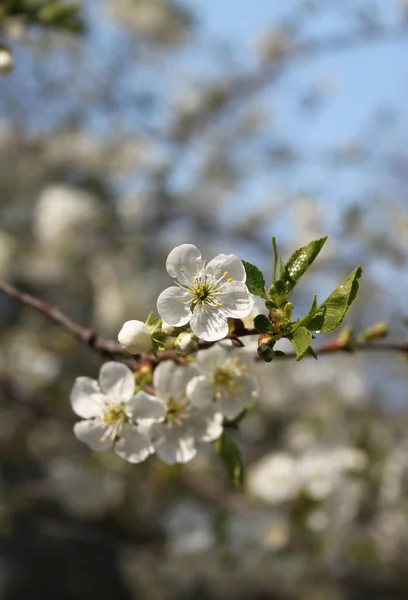 Fioritura Albero Ciliegio Primo Piano Colpo — Foto Stock