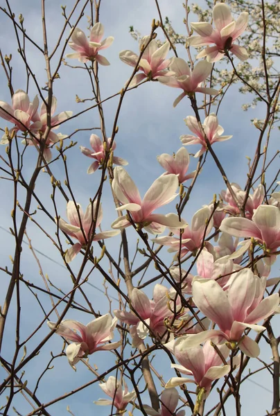 Closeup Magnolia Flowers Blooming Tree Spring Season — Stock Photo, Image