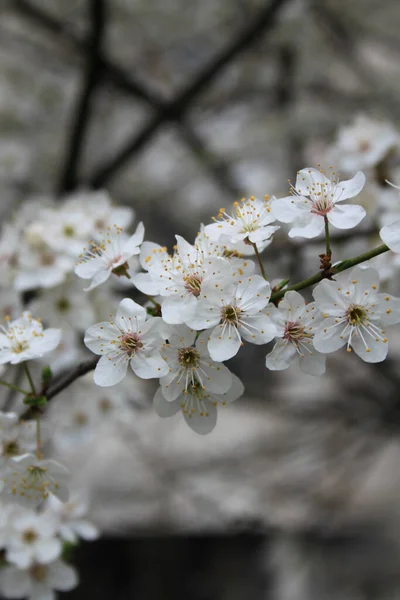 Çiçek Açan Kiraz Ağacının Yakın Plan Çekimi — Stok fotoğraf