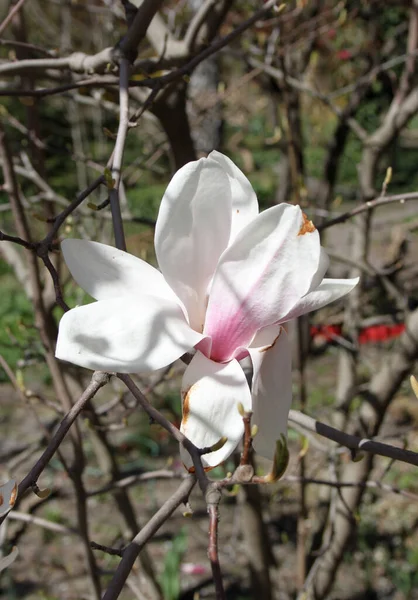 Closeup Flores Magnólia Florescendo Árvore Estação Primavera — Fotografia de Stock