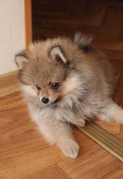 Closeup Shot Cute Puppy Home Interior — Stock Photo, Image