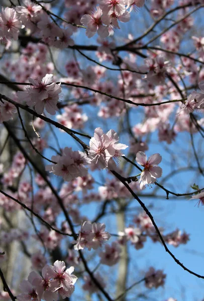 Gros Plan Fleurs Magnolia Fleurissant Arbre Printemps — Photo