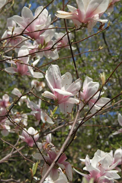 Gros Plan Fleurs Magnolia Fleurissant Arbre Printemps — Photo