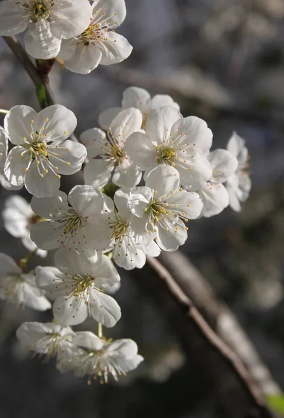 Blooming Cherry Tree Blossom Detailní Záběr — Stock fotografie