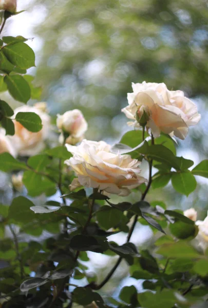 Närbild Skönhet Blommande Rosor Natur Bakgrund För Gratulationskort — Stockfoto