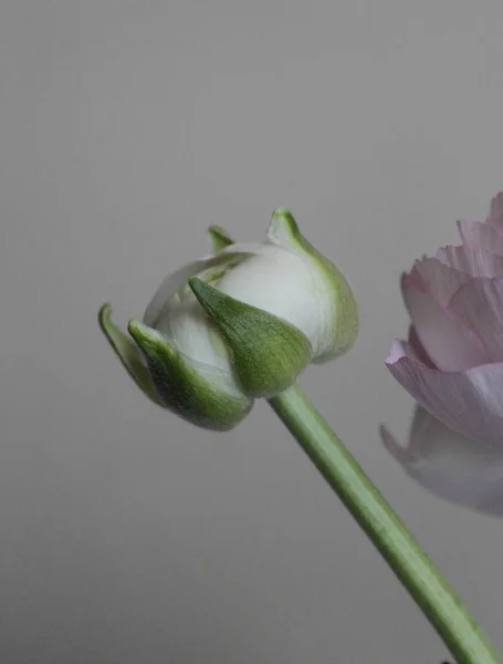 Färsk Stor Rosa Ranunkel Knopp Blomma Hemma Inredning — Stockfoto