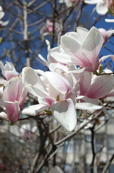 Primer Plano Magnolia Flores Que Florecen Árbol Temporada Primavera —  Fotos de Stock