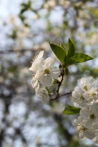 Fioritura Albero Ciliegio Primo Piano Colpo — Foto Stock