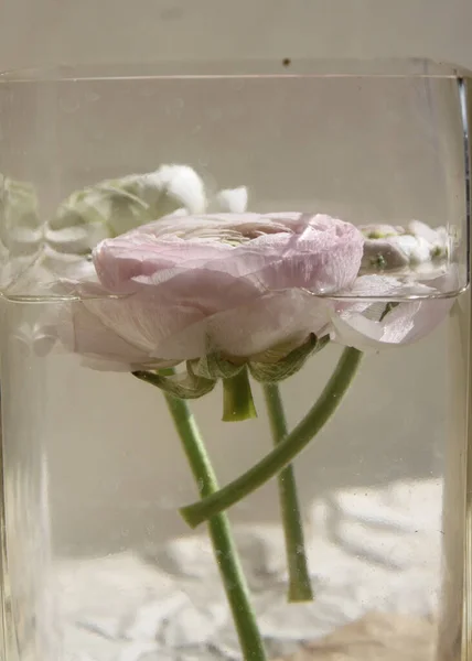 Fresca Flor Brote Ranúnculo Rosa Grande Decoración Del Hogar Casa — Foto de Stock