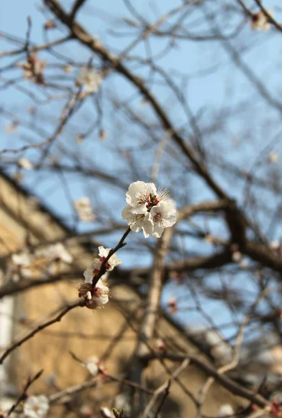 桜の花を閉じるショットを開花 — ストック写真