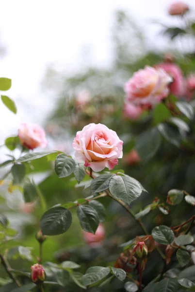 Primer Plano Rosas Florecientes Belleza Fondo Naturaleza Para Tarjeta Felicitación —  Fotos de Stock