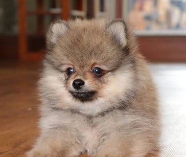 Evdeki sevimli köpek yavrusunun yakından çekimi. 