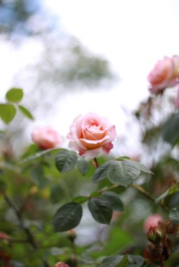 Çiçek açan güllerin güzelliği, tebrik kartı için doğa arka planı.