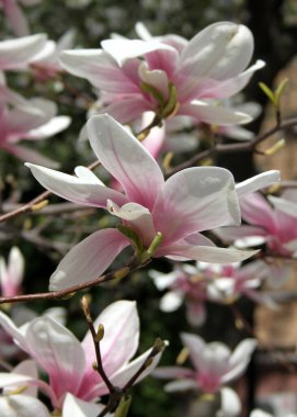 Bahar mevsiminde ağaçta açan manolya çiçeklerine yakın çekim  