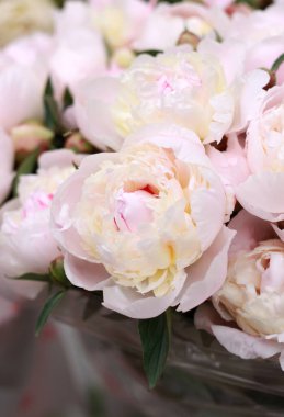 Çiçek açan bahar çiçeklerinin kapanışı 