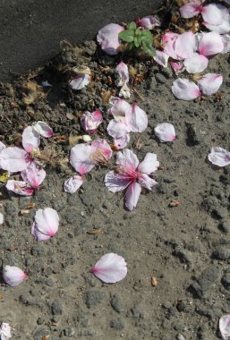 Bahar mevsiminde ağaçta açan manolya çiçeklerine yakın çekim  