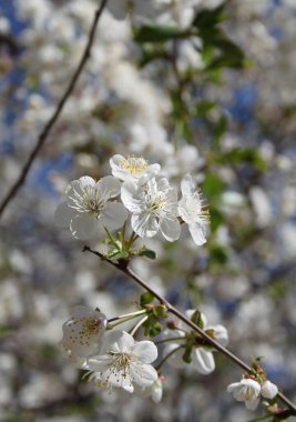 Çiçek açan kiraz ağacının yakın plan çekimi.