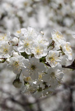 Çiçek açan kiraz ağacının yakın plan çekimi.