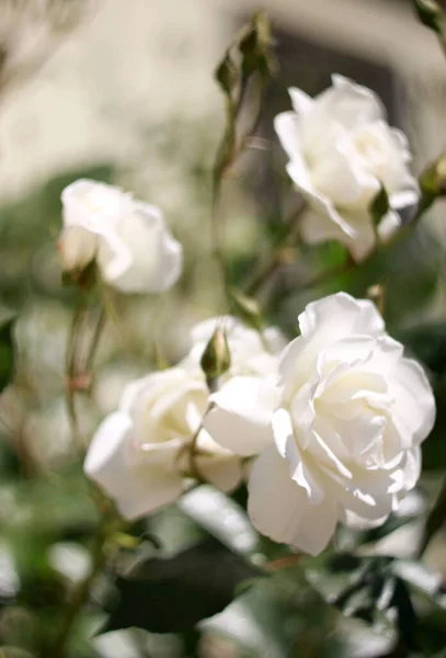 Närbild Blommande Vårblommor — Stockfoto