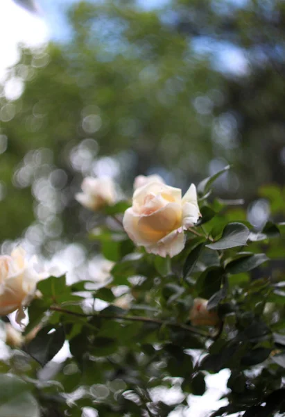 Closeup Beauty Blossoming Roses Nature Background Greeting Card — Stock Photo, Image