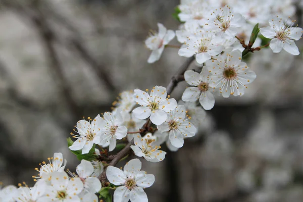 Blooming Cherry Tree Blossom Detailní Záběr — Stock fotografie