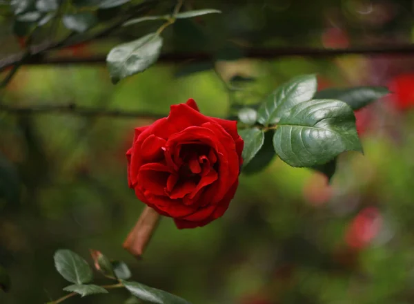 Closeup Beauty Blossoming Roses Nature Background Greeting Card — Stock Photo, Image