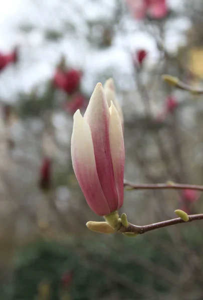 春季树上盛开的木兰花的花冠 — 图库照片