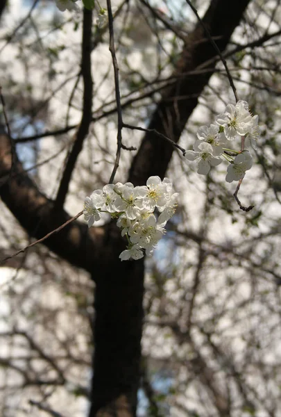 Bloeiende Kersenboom Bloesem Close Schot — Stockfoto