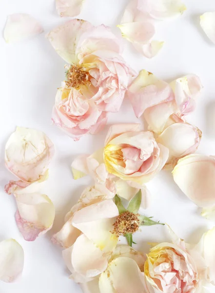 Крупный План Красоты Цветущие Розы Фон Природы Поздравительных Открыток — стоковое фото