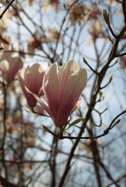 Close Van Magnolia Bloemen Bloeien Bij Boom Het Voorjaar — Stockfoto