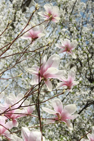 Gros Plan Fleurs Magnolia Fleurissant Arbre Printemps — Photo