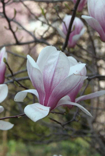 Närbild Magnolia Blommor Blommar Vid Trädet Vårsäsongen — Stockfoto