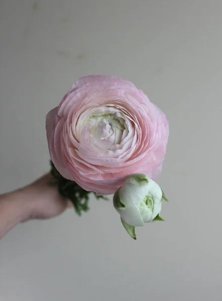 Grosse Fleur Rose Fraîche Bourgeon Ranunculus Maison Décor Maison — Photo