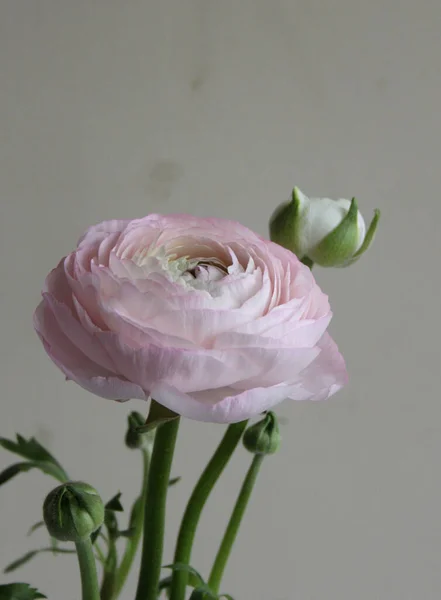 Färsk Stor Rosa Ranunkel Knopp Blomma Hemma Inredning — Stockfoto